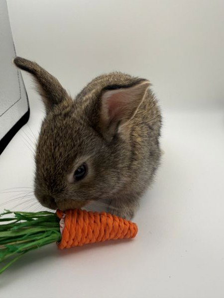 Tori, a rabbit for adoption from AVA The Rabbit Haven