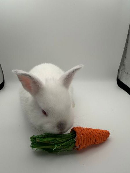 Teagan, a rabbit for adoption from AVA The Rabbit Haven
