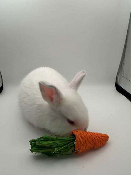 Taylor, a rabbit for adoption from AVA The Rabbit Haven