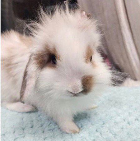 Juliet aka Pebbles, a rabbit for adoption from AVA The Rabbit Haven