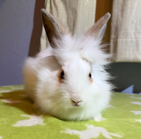 Aubrey, a rabbit for adoption from AVA The Rabbit Haven