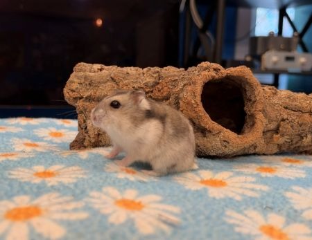 Pearl, a hamster for adoption from AVA The Rabbit Haven