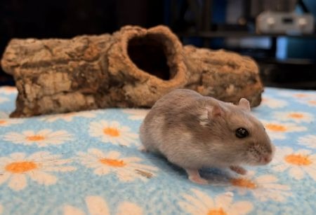 Rosey, a hamster for adoption from AVA The Rabbit Haven