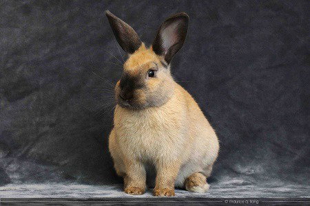 Kate Moss, a rabbit for adoption from AVA The Rabbit Haven