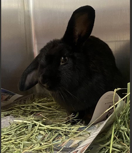 Ayana, a rabbit for adoption from AVA The Rabbit Haven