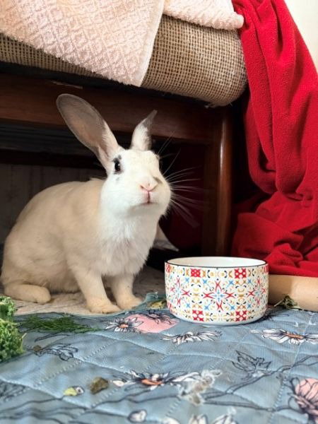 Aniela, a rabbit for adoption from AVA The Rabbit Haven