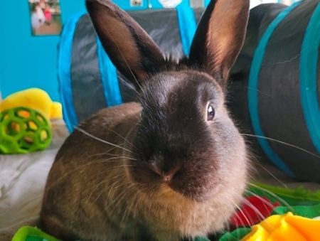 Ollie, a rabbit for adoption from AVA The Rabbit Haven