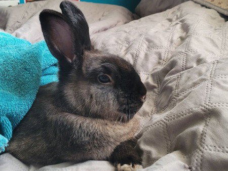 Photo 2 of Ollie