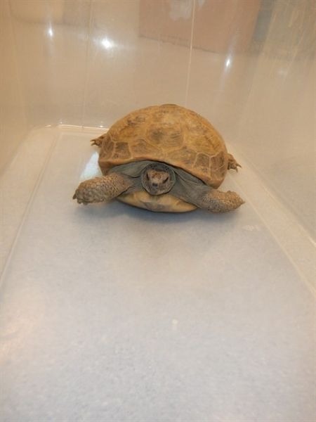 Tiny the Tortoise, a tortoise for adoption from AVA The Rabbit Haven