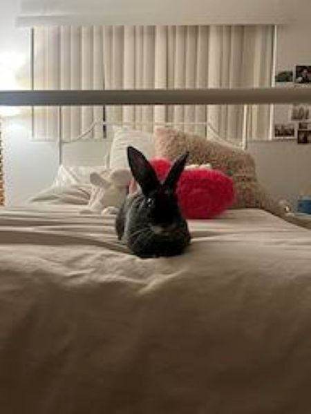 Olive, a rabbit for adoption from AVA The Rabbit Haven