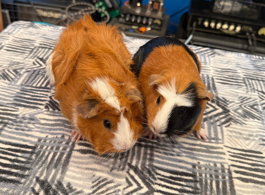 Maisy & Muffin, photo 2