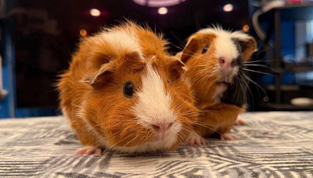 Maisy & Muffin, photo 3