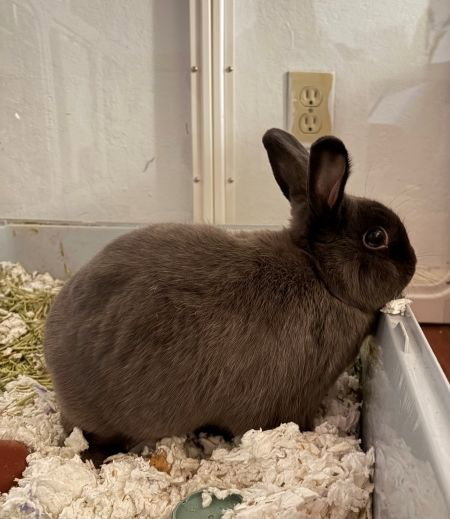 Penelope aka (Paperclip), photo 2