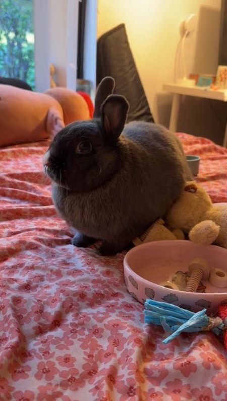 Penelope aka (Paperclip), photo 3