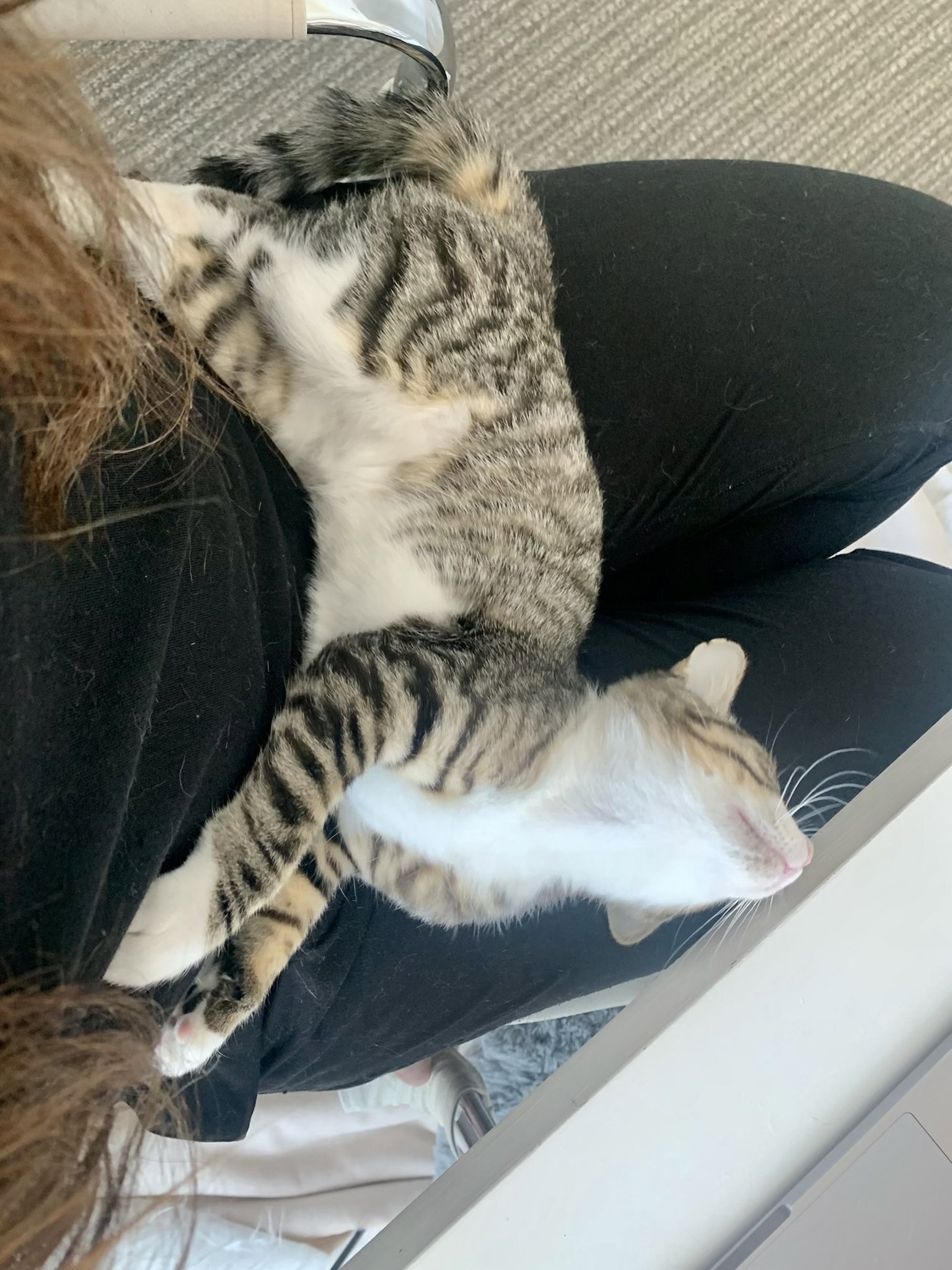 Cats for Adoption in Corte Madera, California Alpha Paw