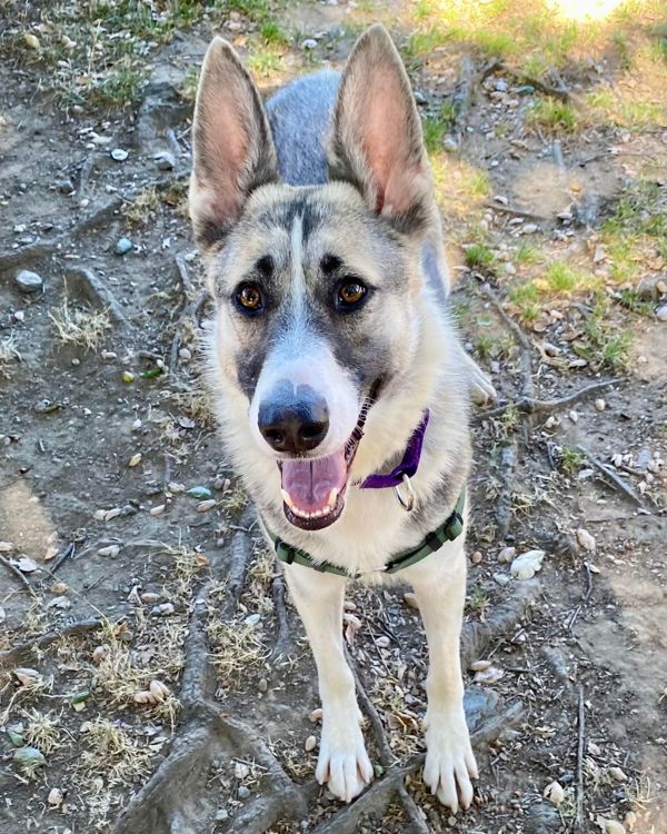 adoptable Dog in Novato, CA named Flora