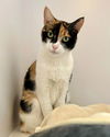 adoptable Cat in  named Bindy