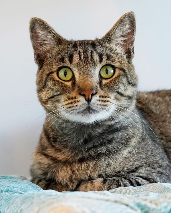 adoptable Cat in Novato, CA named James