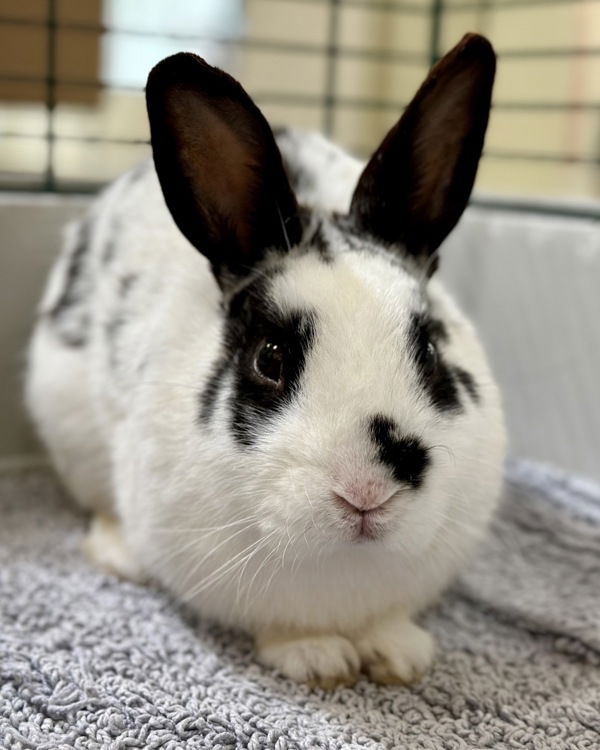 adoptable Rabbit in Novato, CA named Auburn