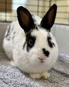 adoptable Rabbit in  named Auburn