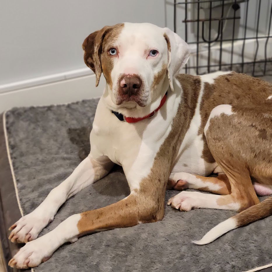 dog-for-adoption-duke-a-catahoula-leopard-dog-in-chicago-il-alpha-paw