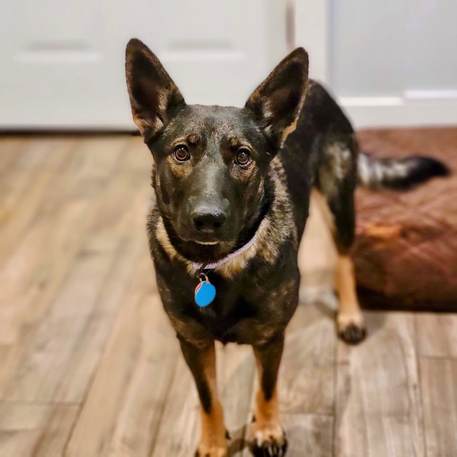 Dog for Adoption Cashmere, a German Shepherd Dog in Michigan City, IN