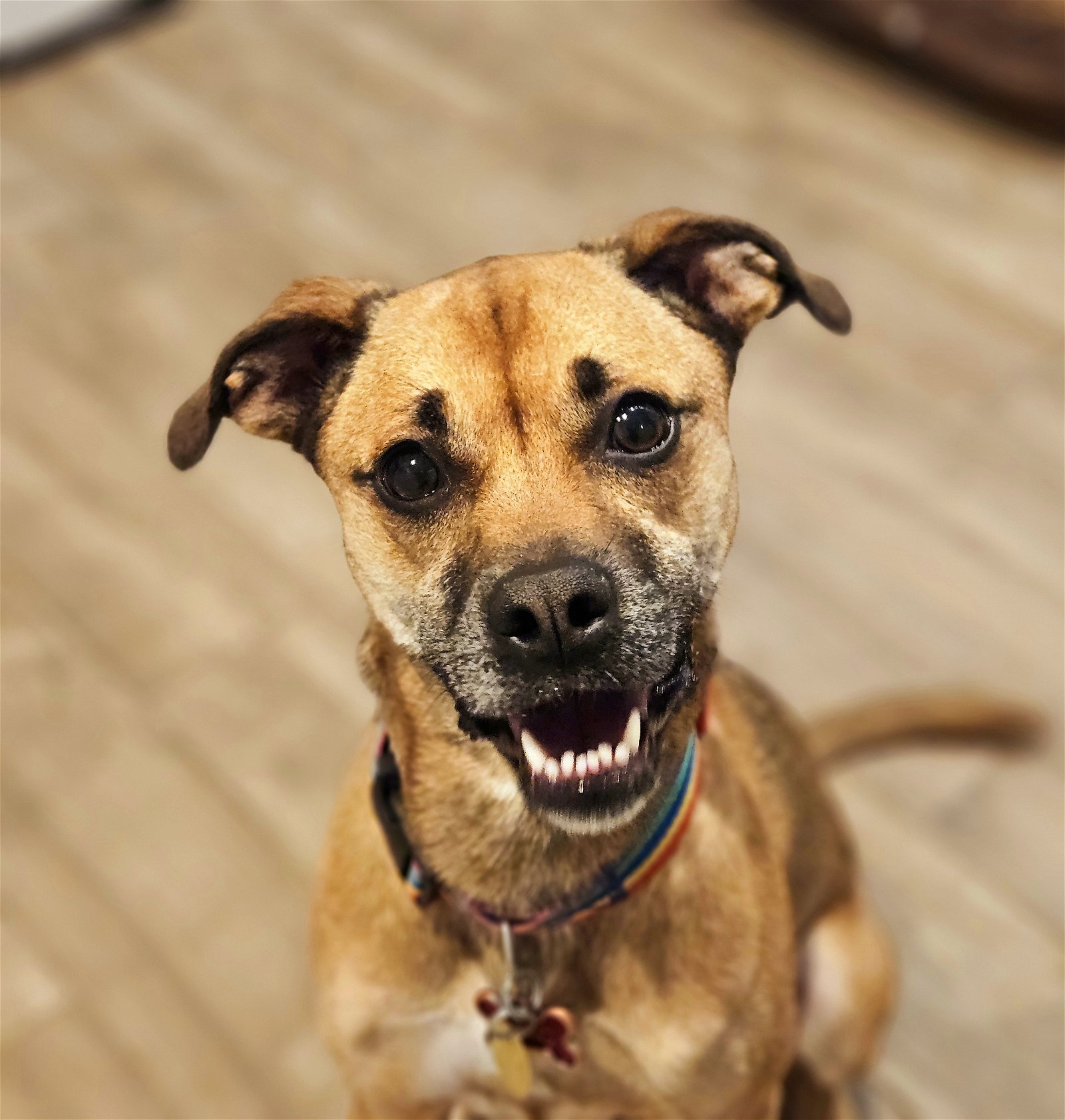 adoptable Dog in Chicago, IL named Ms. Mac