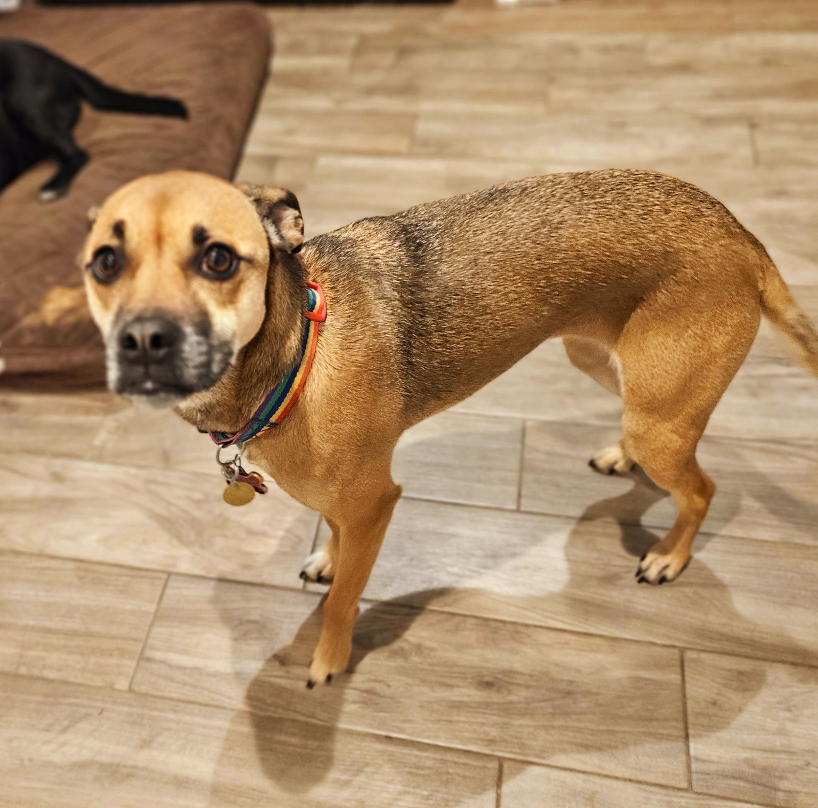 Dog For Adoption Ms Mac A Boxer In Downers Grove IL Alpha Paw dog-for-adoption-ms-mac-a-boxer-in-downers-grove-il-alpha-paw