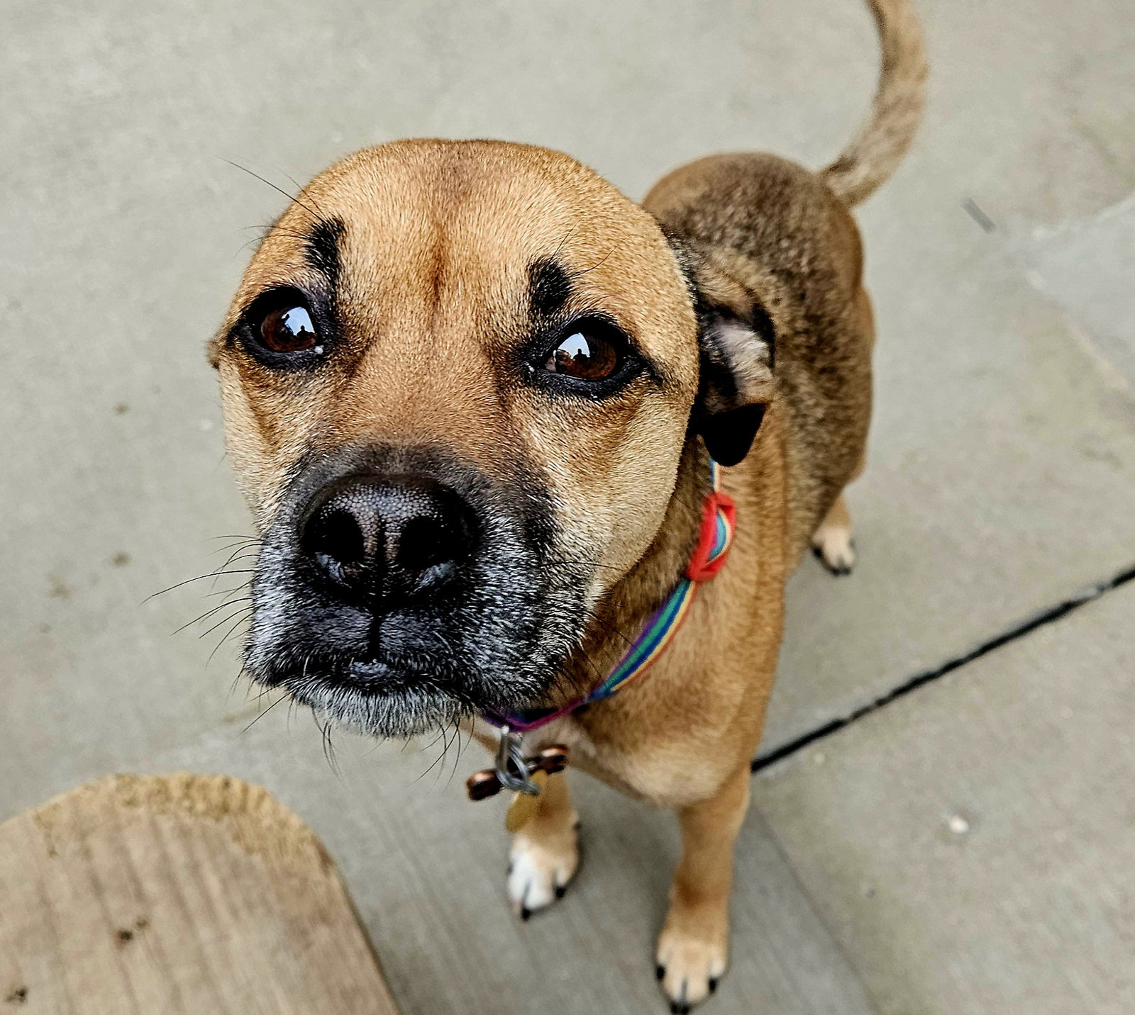 Dog For Adoption Ms Mac A Boxer In Downers Grove IL Alpha Paw dog-for-adoption-ms-mac-a-boxer-in-downers-grove-il-alpha-paw