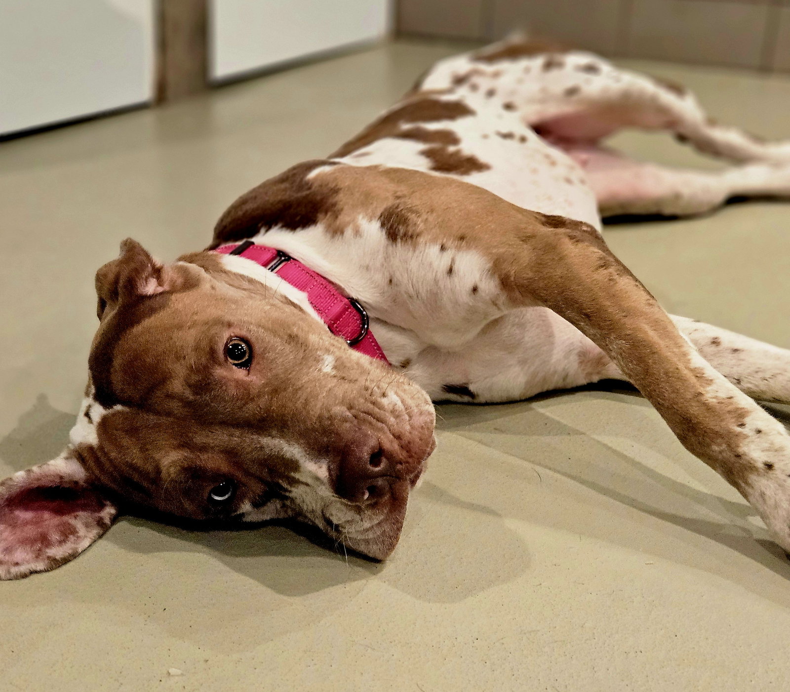 Dog for Adoption Blossom, a Catahoula Leopard Dog in Mokena, IL Alpha Paw