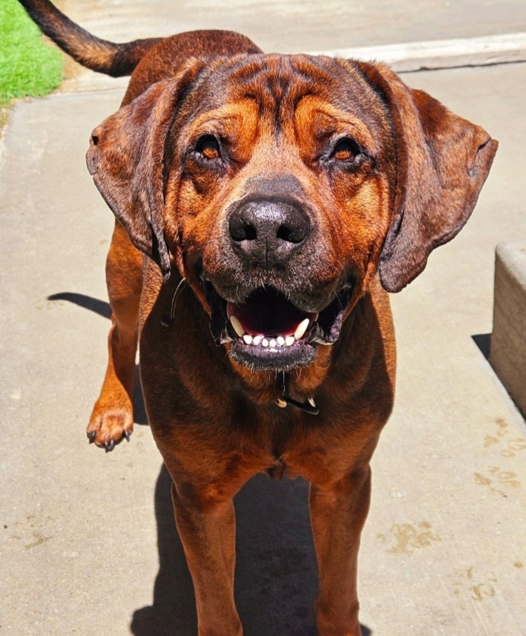 adoptable Dog in Chicago, IL named Lewis