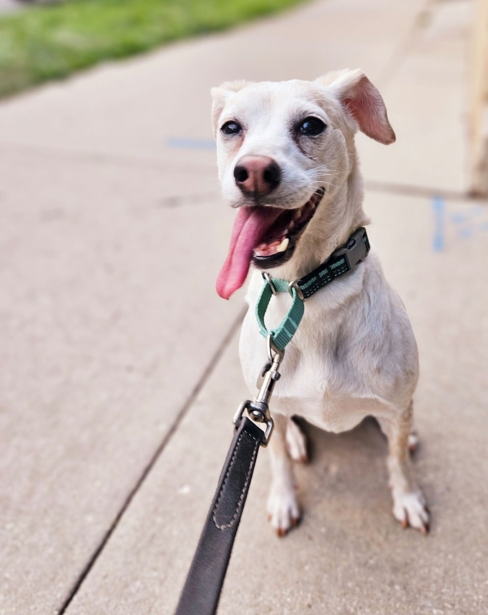 adoptable Dog in Chicago, IL named Penny