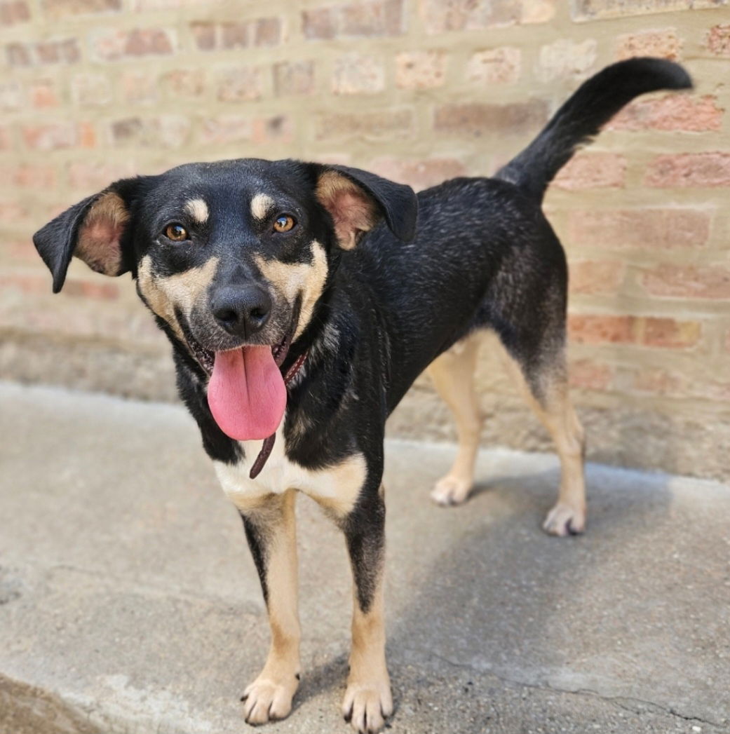 adoptable Dog in Chicago, IL named Jake