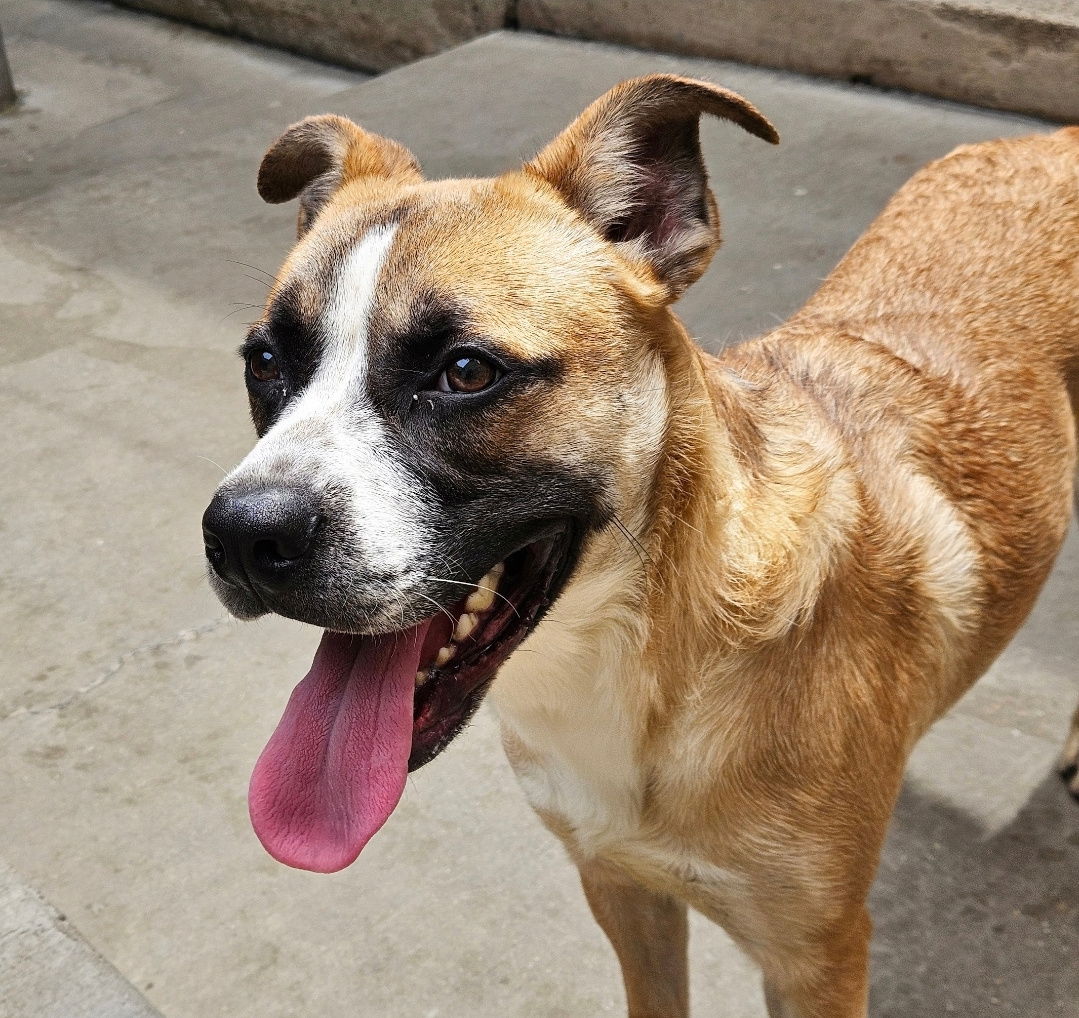 adoptable Dog in Chicago, IL named Oscar