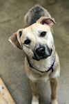 adoptable Dog in , IL named Frankie Girl