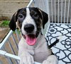 adoptable Dog in , IL named Shiloh