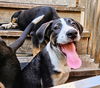 adoptable Dog in , IL named Stanley