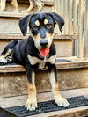 adoptable Dog in , IL named Stuart