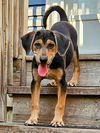 adoptable Dog in , IL named Shelby