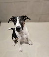 Stanley - Photo 1