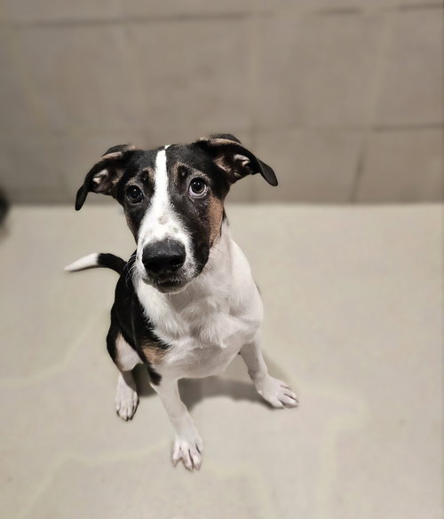 STANLEY - Coonhound / Shepherd available for adoption