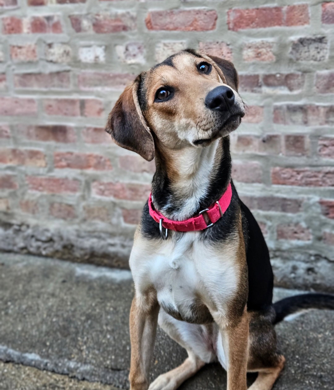 Shelby(REDUCED FEE!)