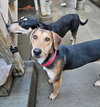 Shelby(REDUCED FEE!) - Photo 2