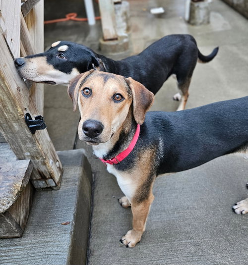 SHELBY(REDUCED FEE!) - German Shepherd Dog / Hound available for adoption