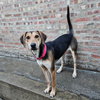 Shelby(REDUCED FEE!) - Photo 3