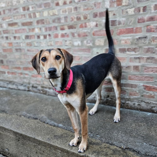 Shelby(REDUCED FEE!) photo 3