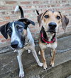 Shelby(REDUCED FEE!) - Photo 4