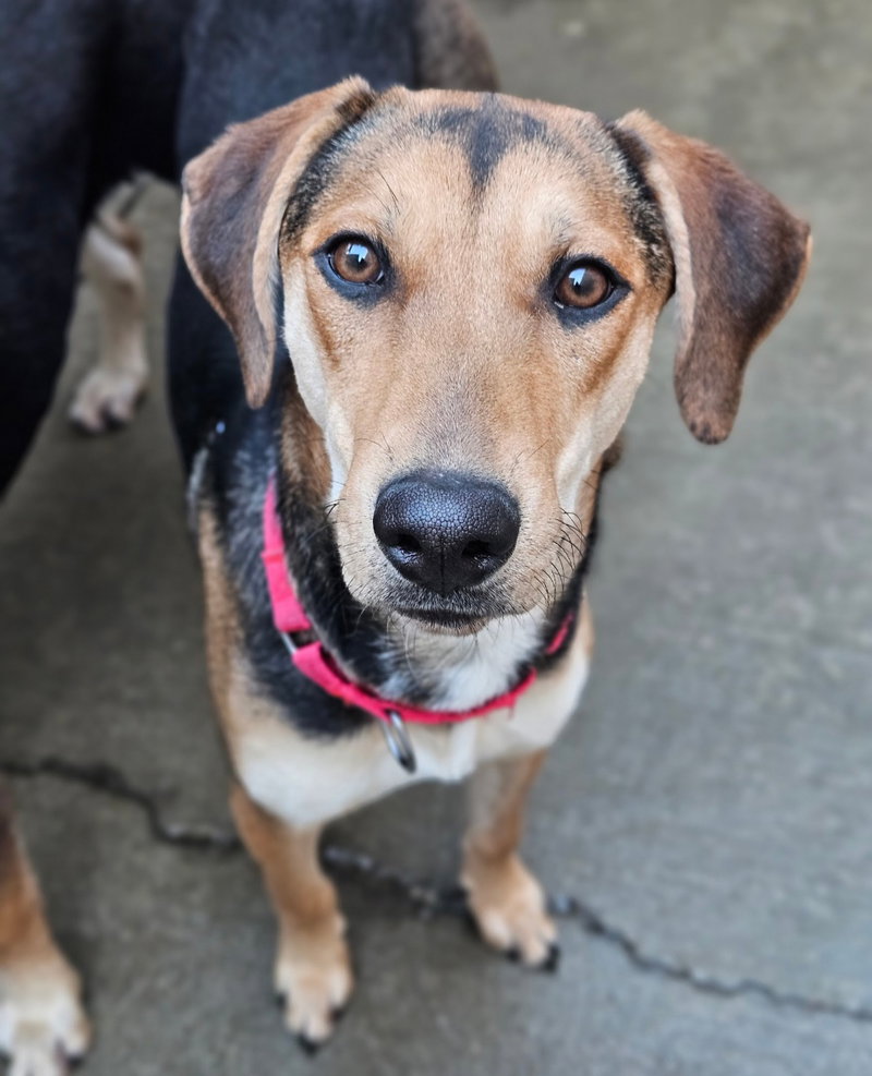Shelby(REDUCED FEE!), a young female German Shepherd Dog / Hound Mix