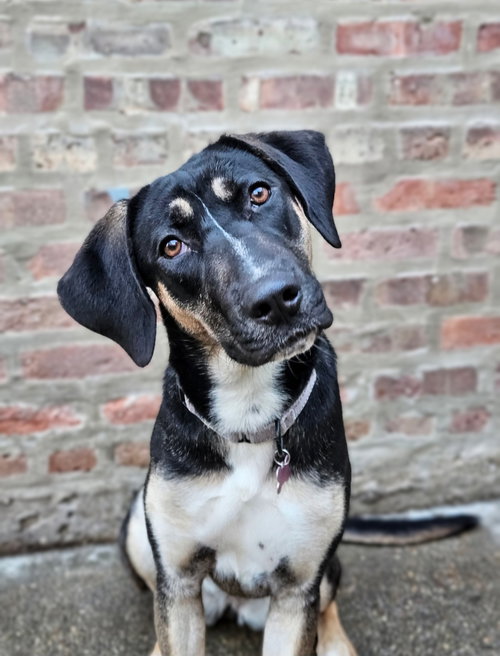SABLE - German Shepherd Dog / Hound available for adoption