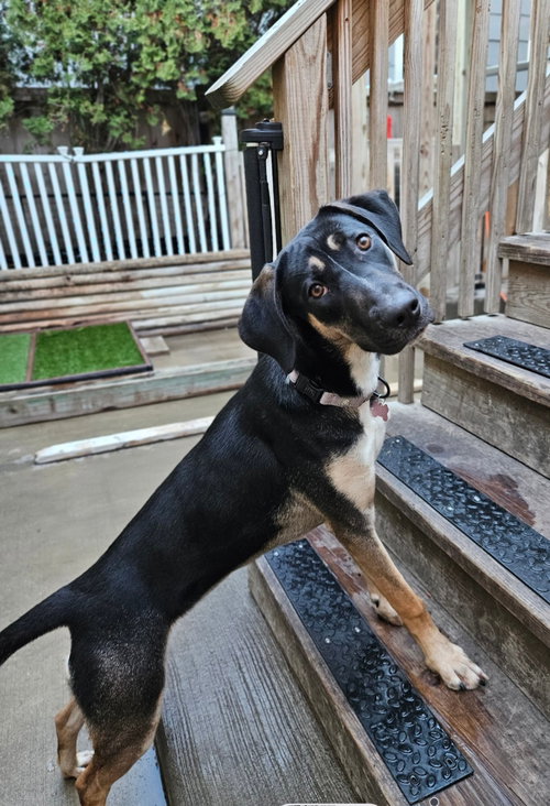 SABLE - German Shepherd Dog / Hound available for adoption